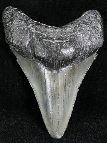 Juvenile Megalodon Tooth - South Carolina #27723